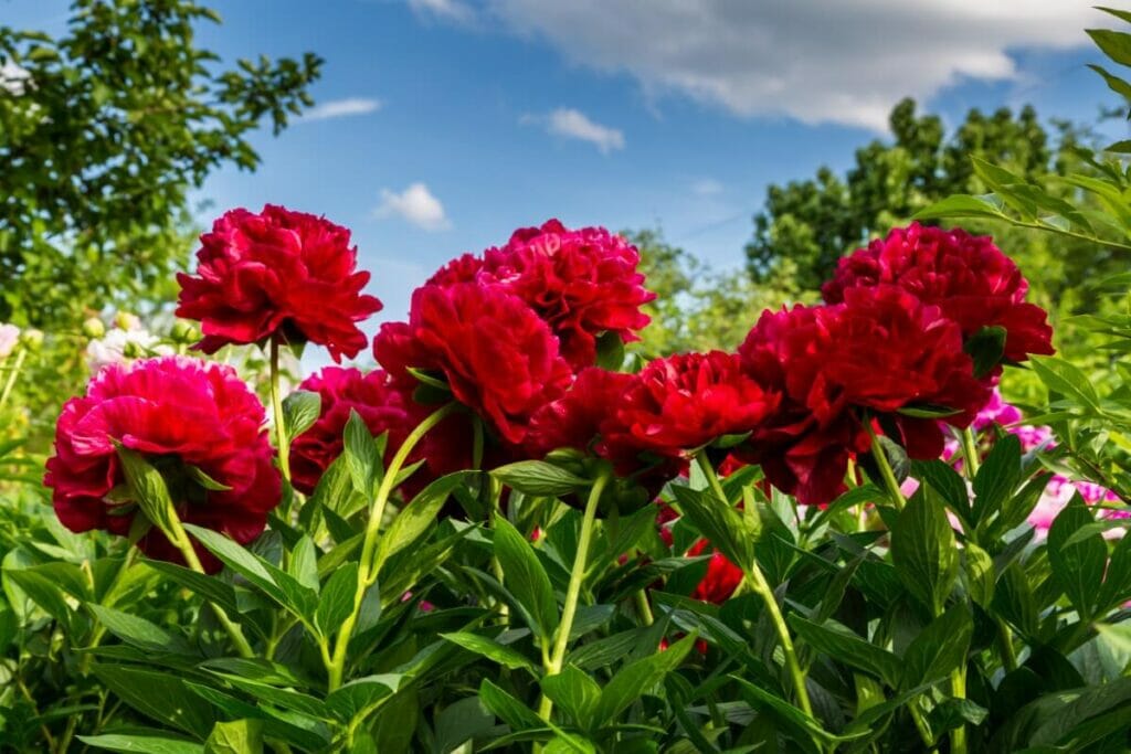 Que sont les pivoines ?