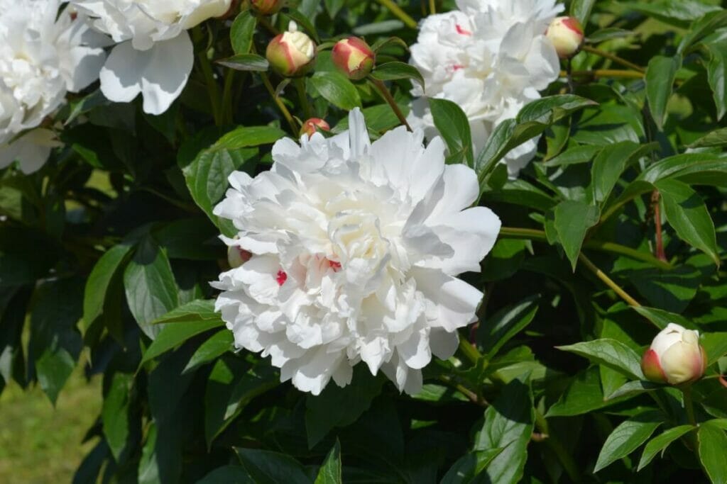 Paeonia lactiflora 'Festiva Maxima' sont des pivoines très parfumées.