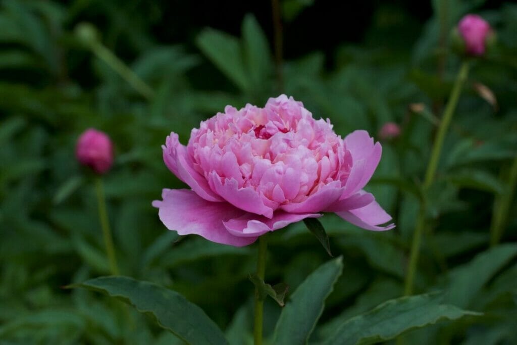 Paeonia lactiflora 'Eden's Perfume' (Parfum d'Eden)