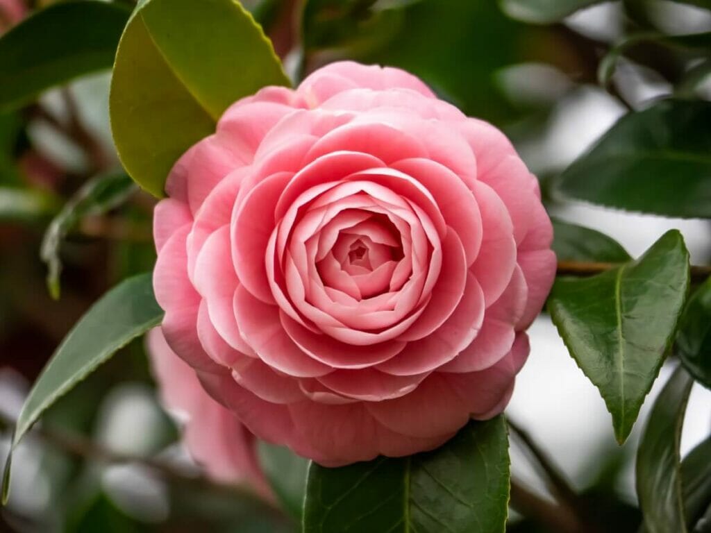 Quand les fleurs de camélia sont-elles de saison ?