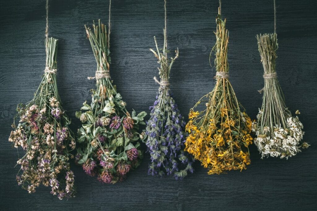 Comment sécher les fleurs de camélia