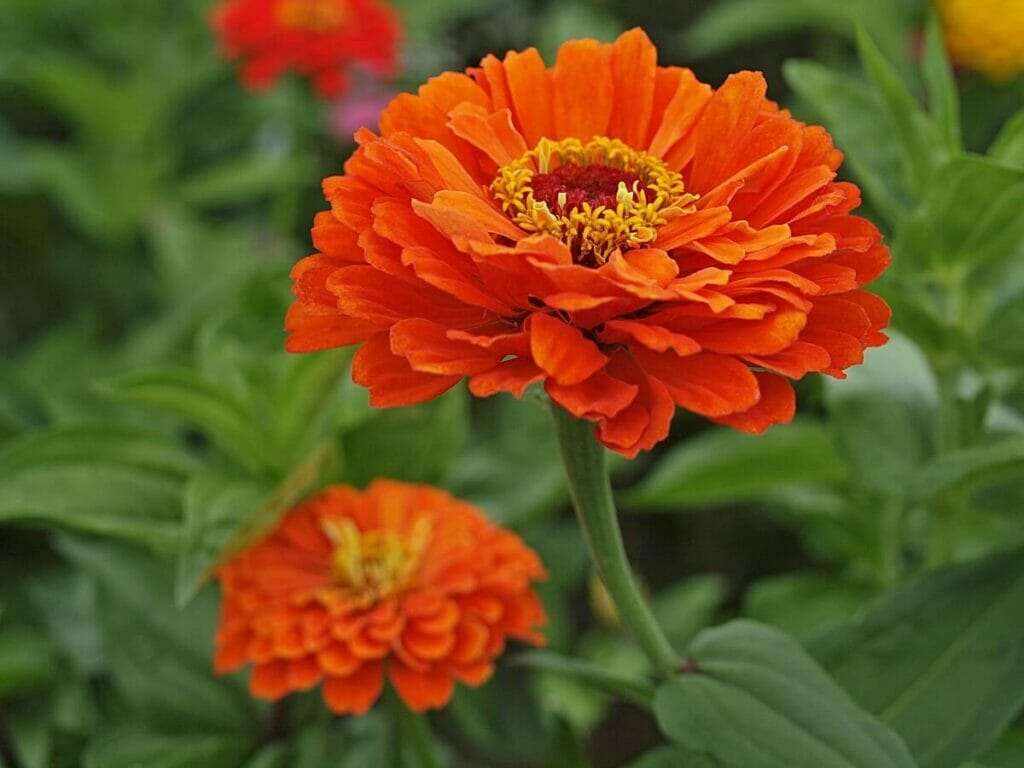 Les zinnias provoquent-ils des allergies ?