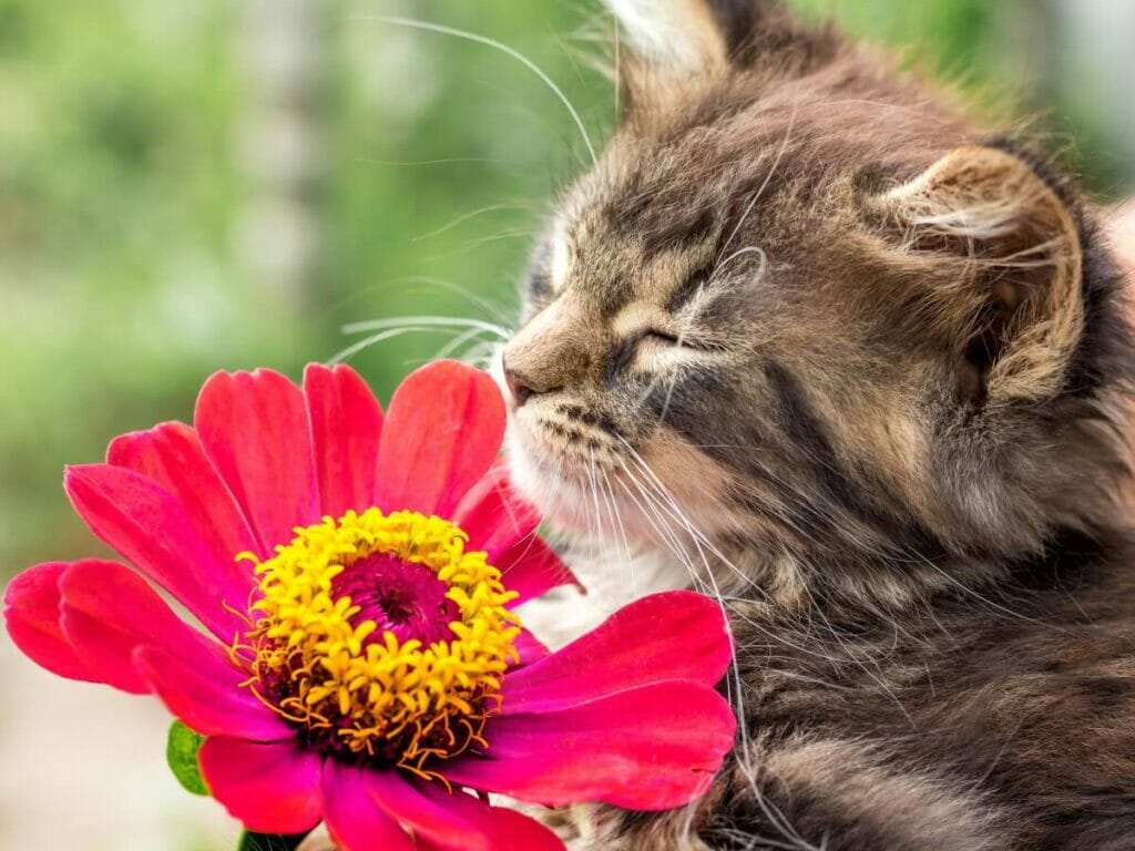 Les zinnias sont-ils toxiques pour les humains, les animaux domestiques et les autres animaux ?
