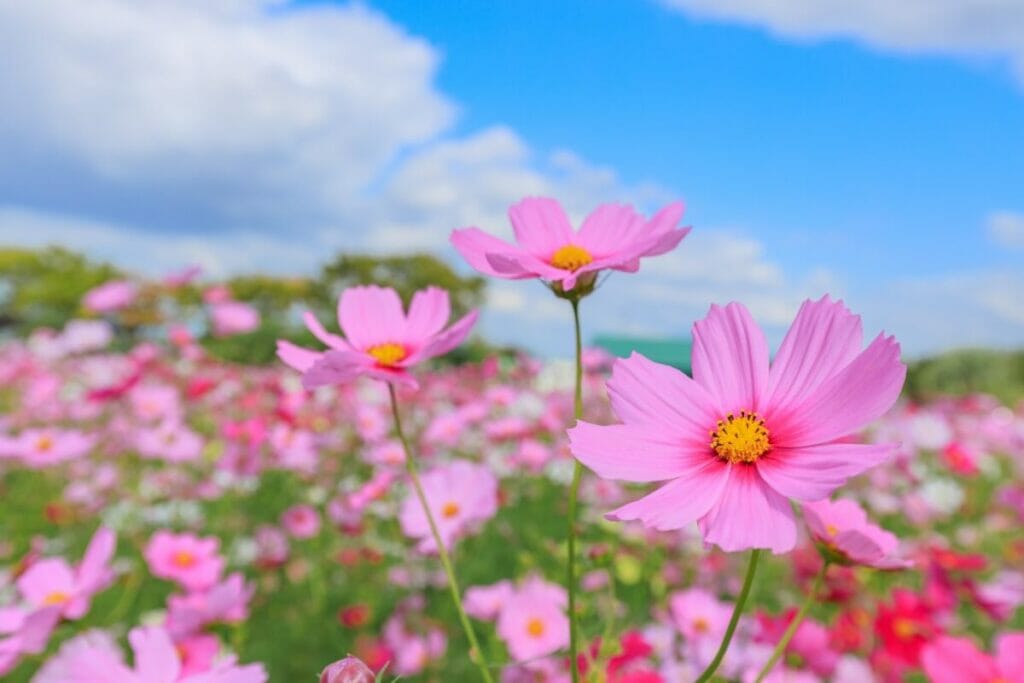 Quand les fleurs de cosmos sont-elles de saison ?