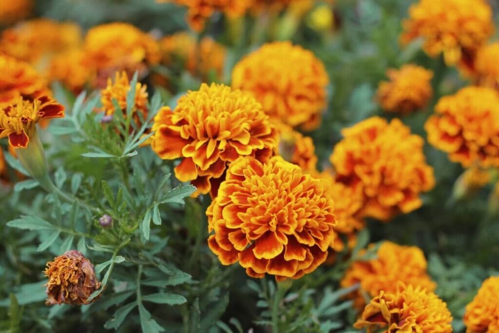 Aperçu botanique
