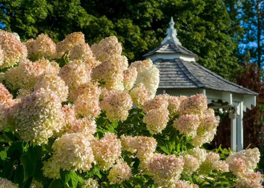 Facteurs influençant la saison des hortensias