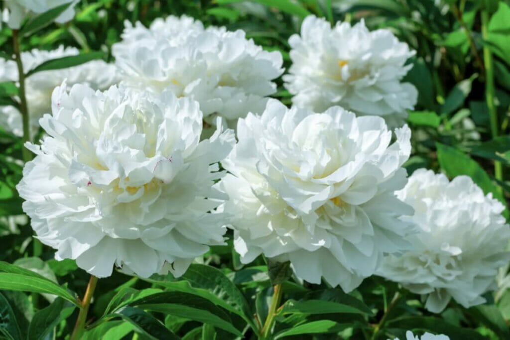 Pivoines blanches