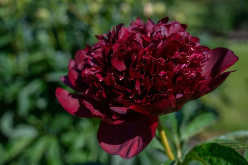 Pivoines marron