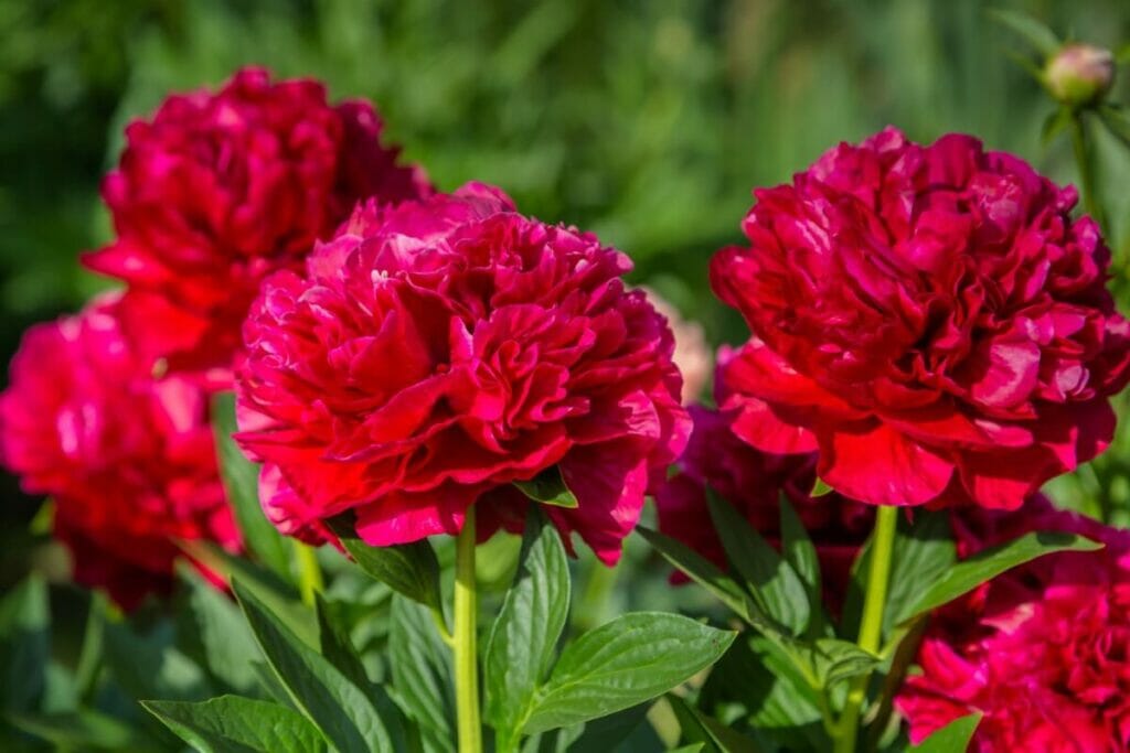 Pivoines rouges