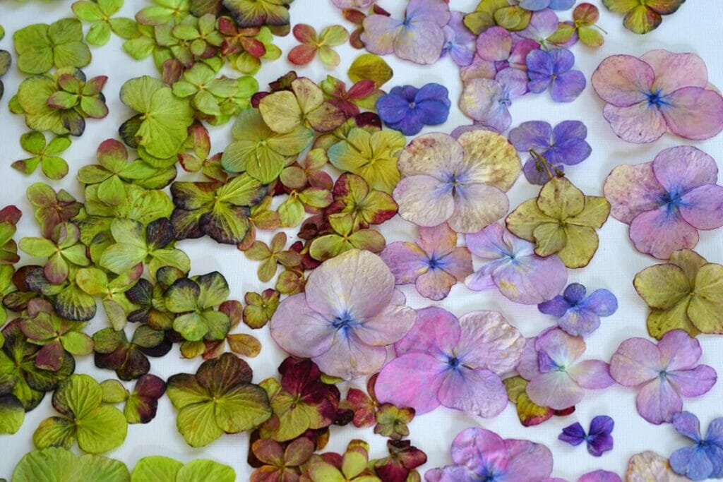 Comment presser les hortensias