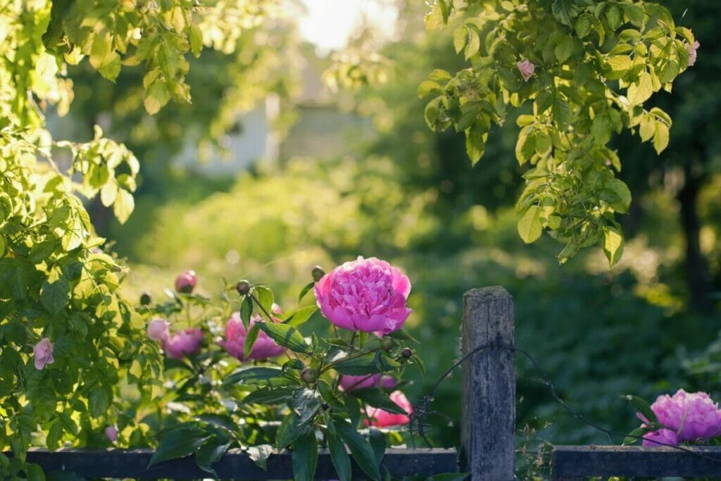 Quand devez-vous tailler votre pivoine ?