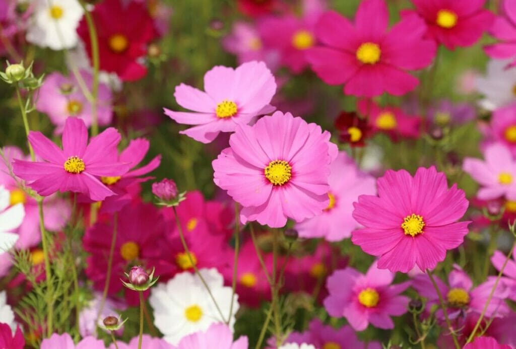 Comment cultiver les fleurs de cosmos dans votre jardin