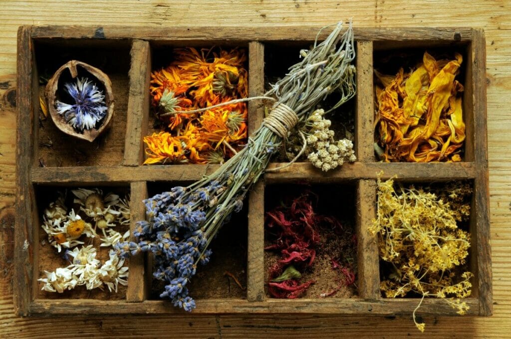 Comment conserver ou couper à sec les cosmos