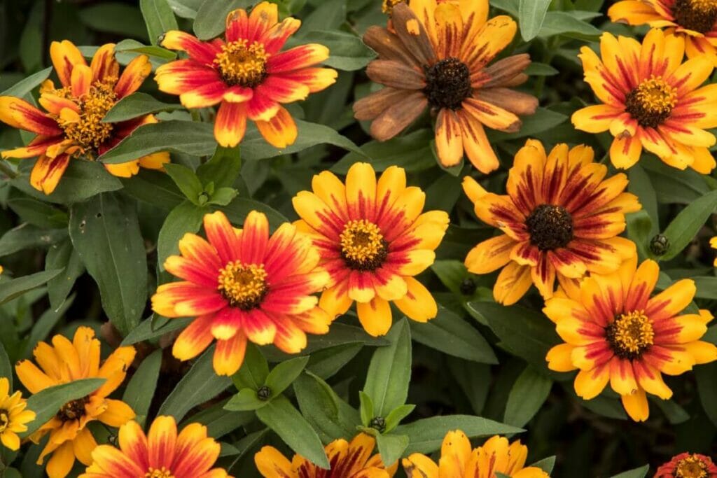 Époque de floraison des différents cultivars