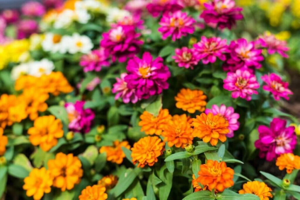Comment prolonger la saison du zinnia