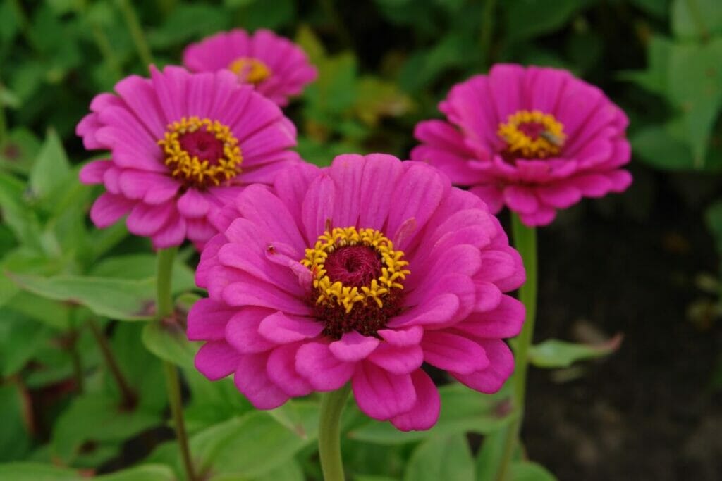 Zinnia elegans - Zinnia commun