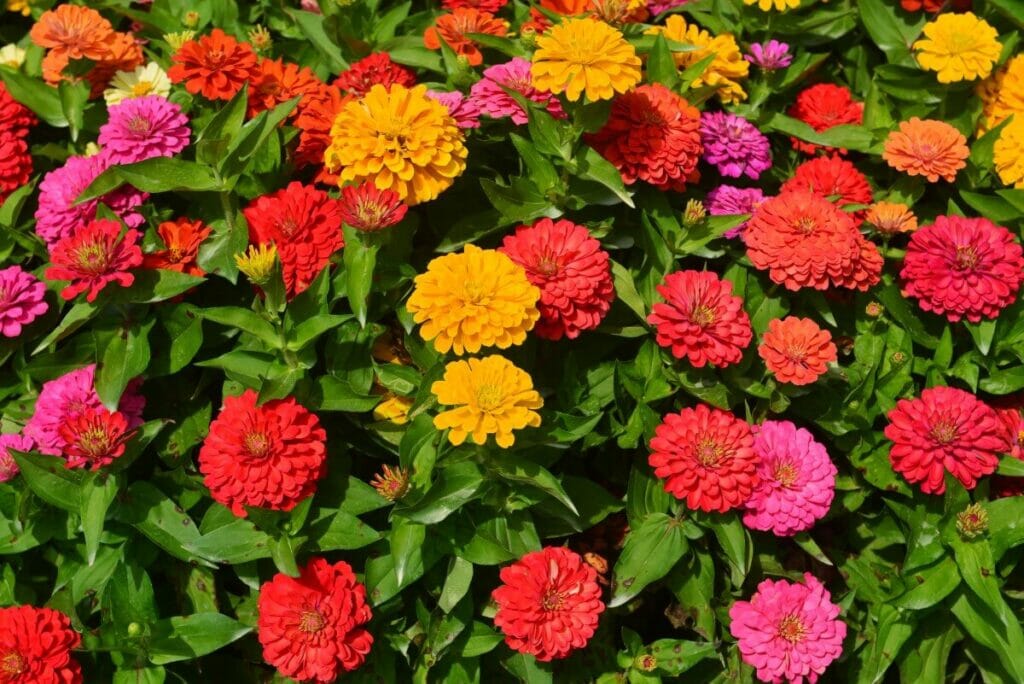 Comment planter des zinnias