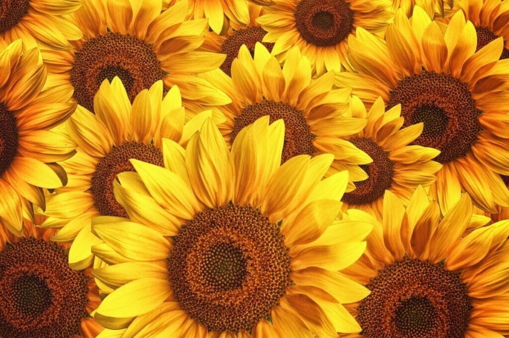 A propos des tournesols