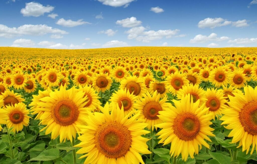 25 faits étonnants sur les tournesols