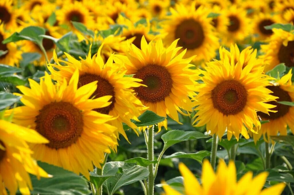 Les hommes cultivent le tournesol depuis 3000 ans avant J.-C.