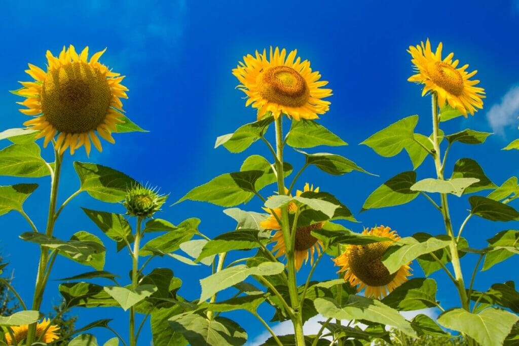 Les tournesols peuvent atteindre 30 décimètres de haut