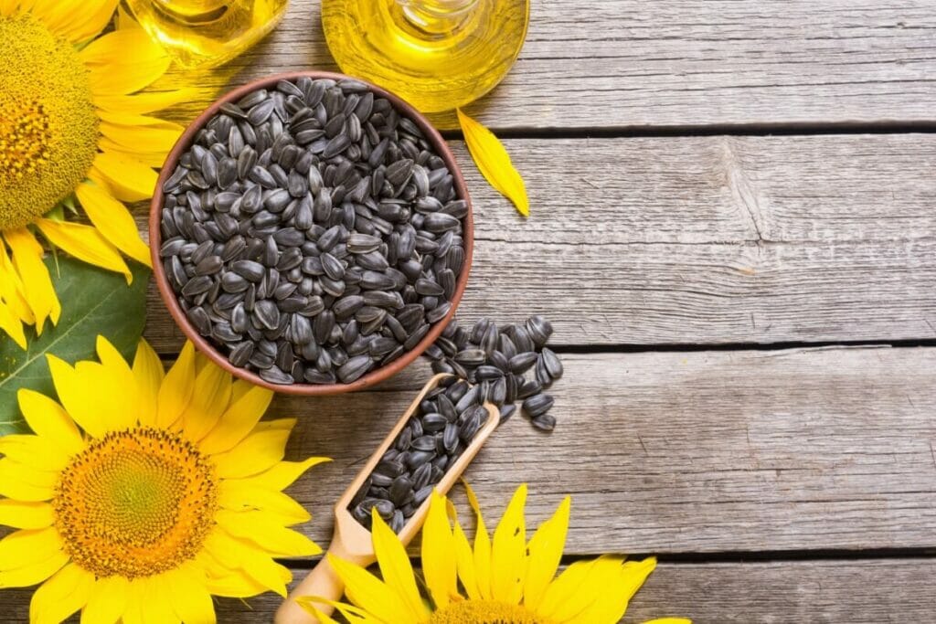 Les graines de tournesol sont une riche source de vitamine D