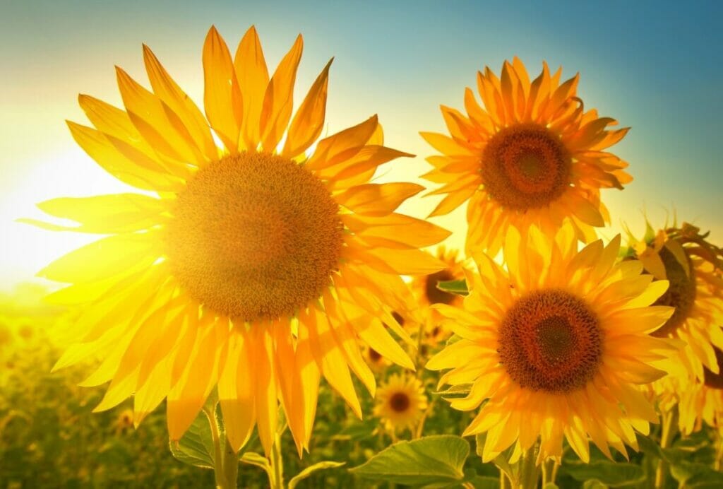 Les tournesols fleurissent généralement de juin à septembre.