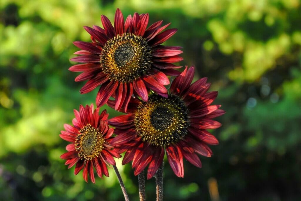 Les tournesols s'épanouissent dans une gamme de couleurs