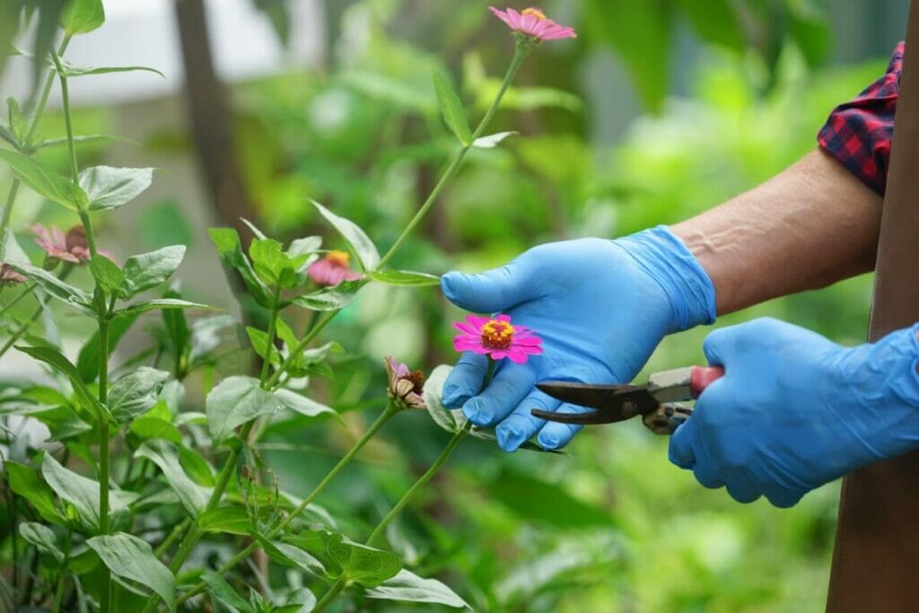 Considérations clés pour couper les fleurs de zinnia pour le séchage