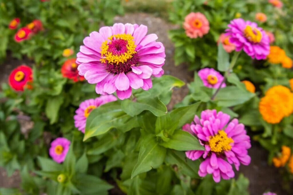 A propos des zinnias