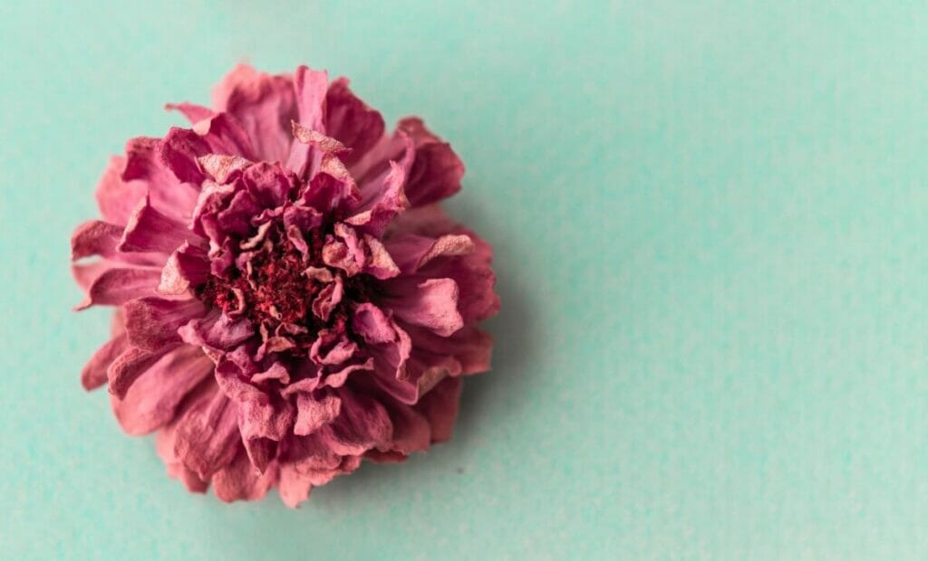 Comment sécher et conserver les fleurs de zinnia