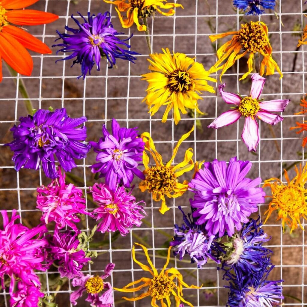 Comment presser les fleurs de zinnia