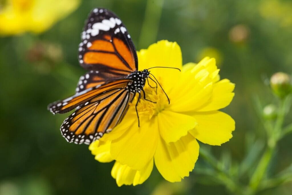Les fleurs de cosmos peuvent attirer les pollinisateurs