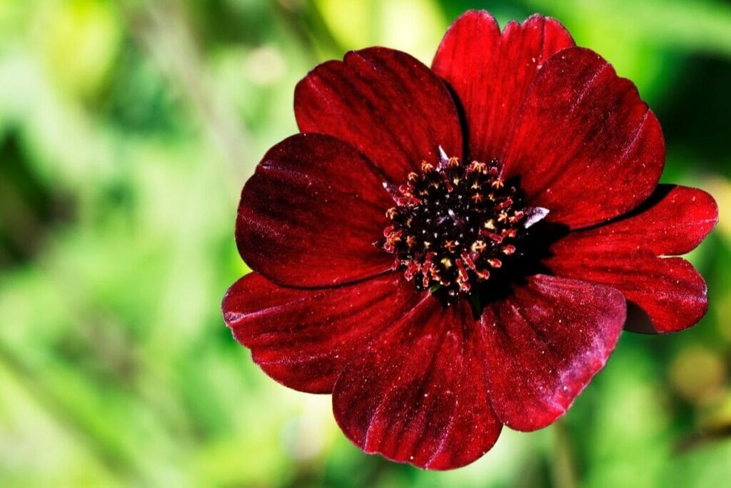 Les fleurs de cosmos au chocolat sont des plantes vivaces