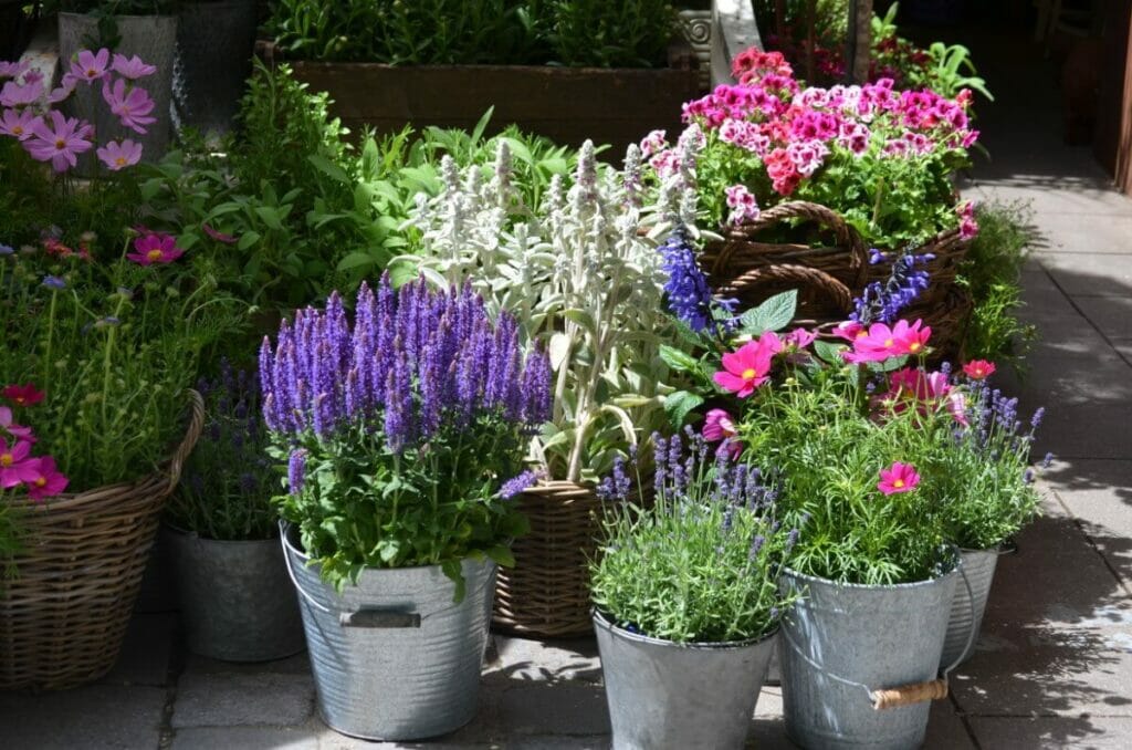L'un des avantages des fleurs de cosmos est qu'elles peuvent être cultivées facilement en pot.