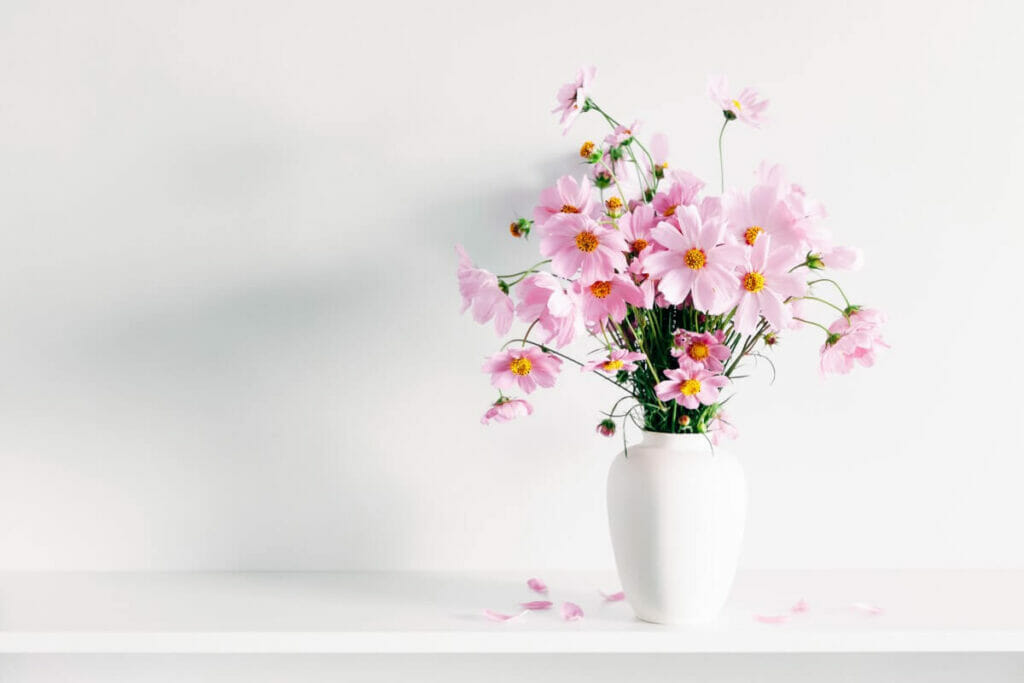 Les cosmos sont parfaits pour les fleurs coupées