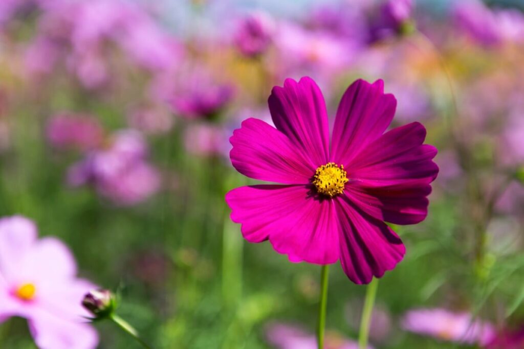 Les fleurs de cosmos font des cadeaux bien pensés