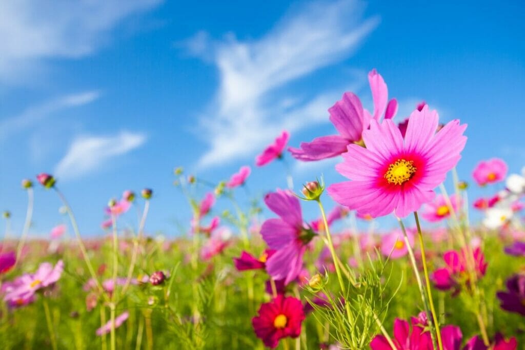 L'un des avantages des fleurs de cosmos est qu'elles sont tolérantes à la sécheresse.