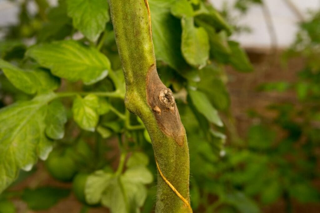 Botrytis Blight