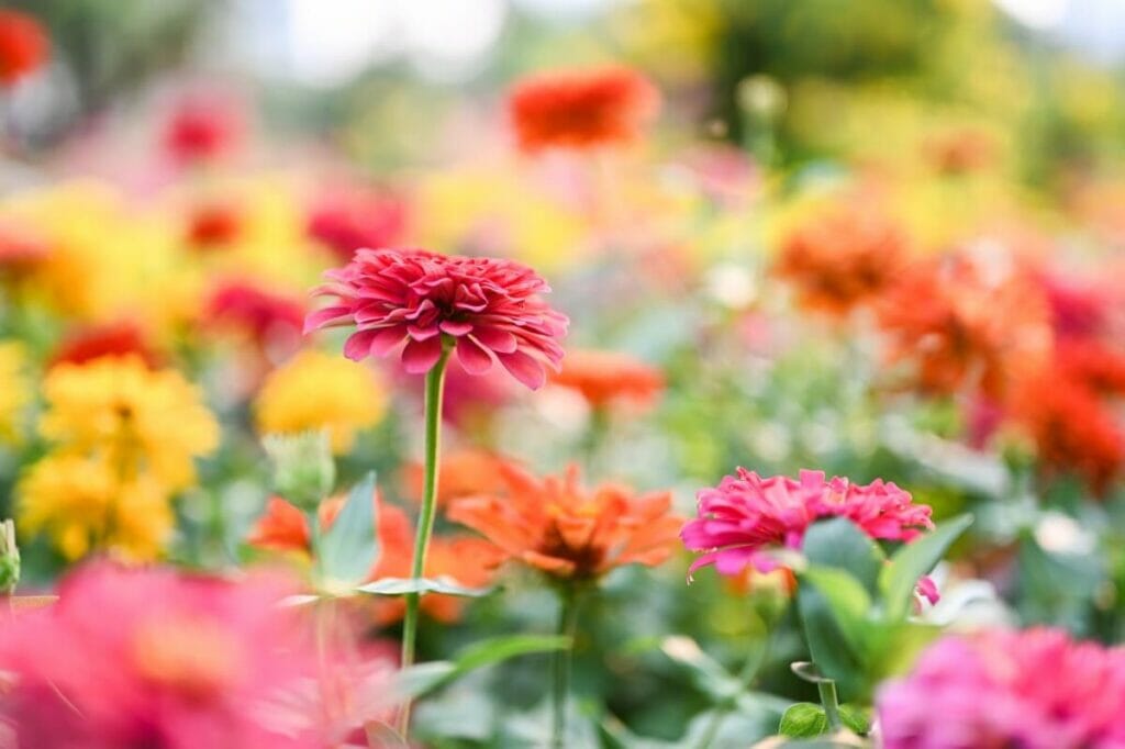 Cultiver des zinnias dans son jardin