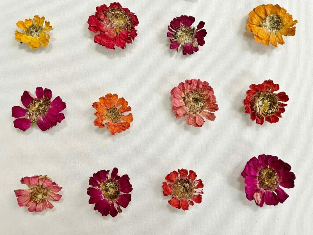 Comment conserver ou sécher les zinnias ?