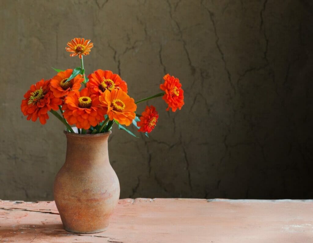 Conseils pour prolonger la durée de vie des fleurs coupées de zinnia