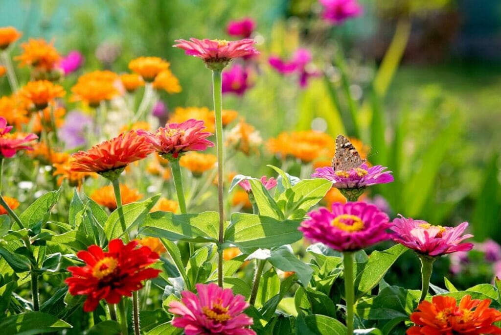 A propos des zinnias