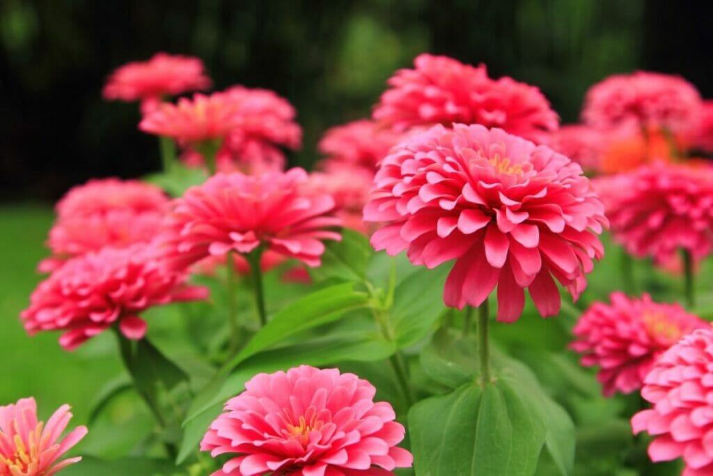 Zinnias roses