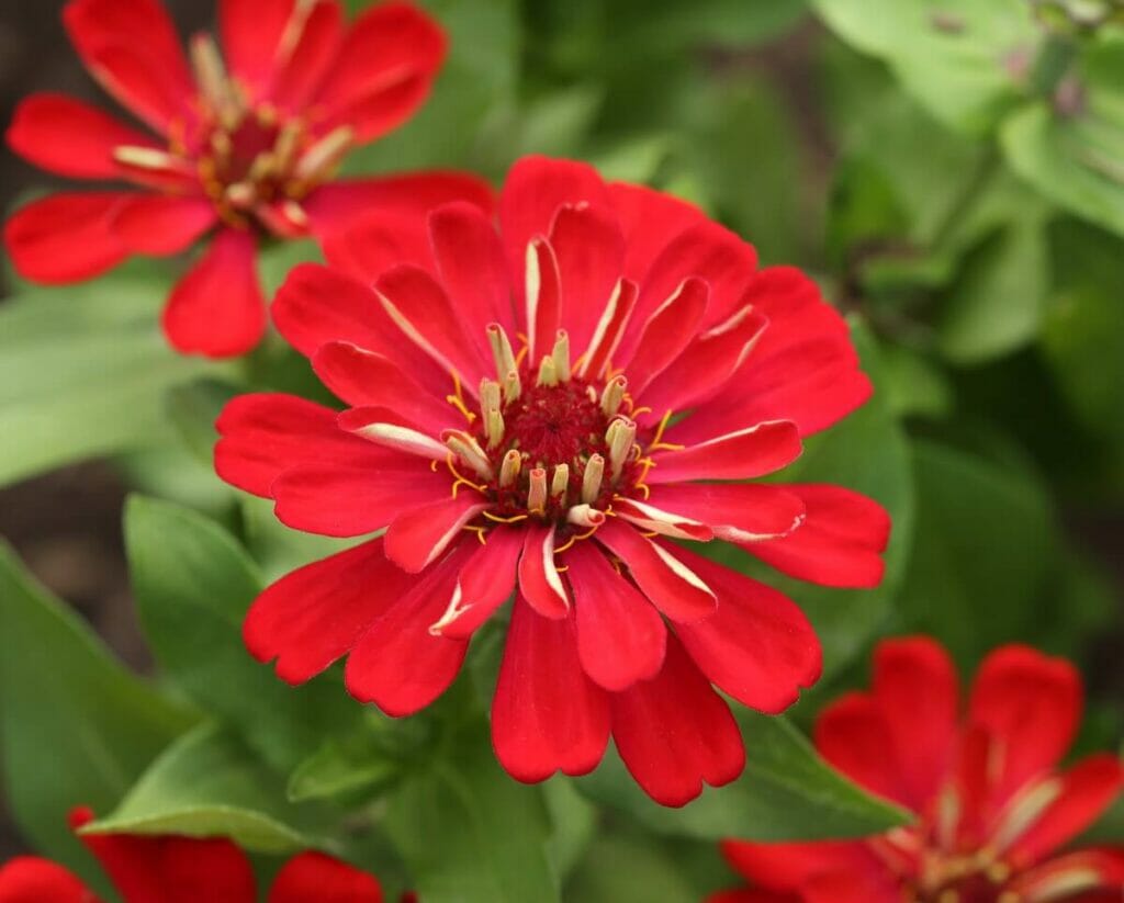Zinnias rouges