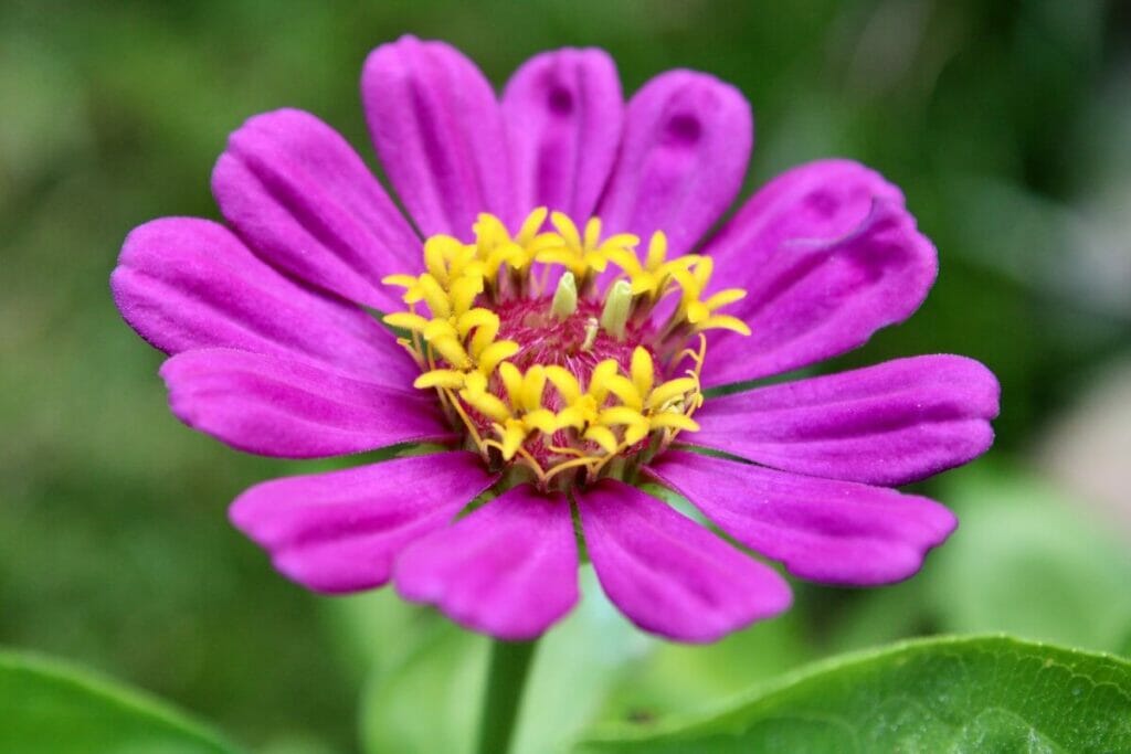 Zinnias pourpres