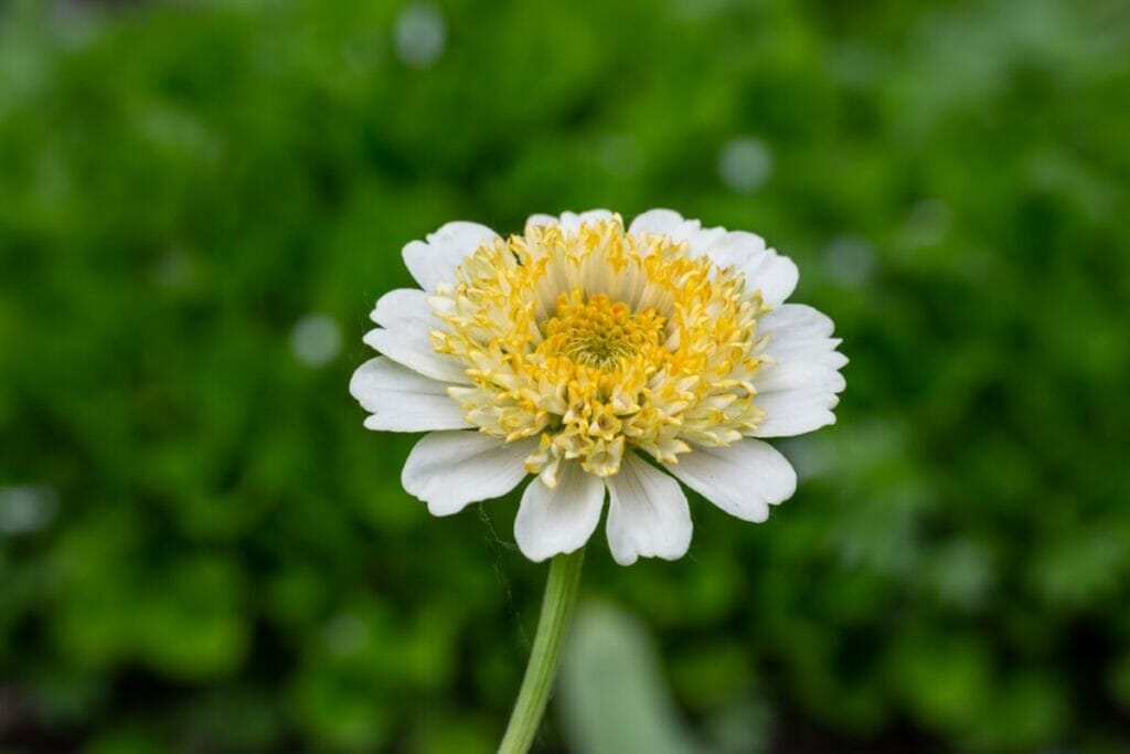 Zinnias blancs