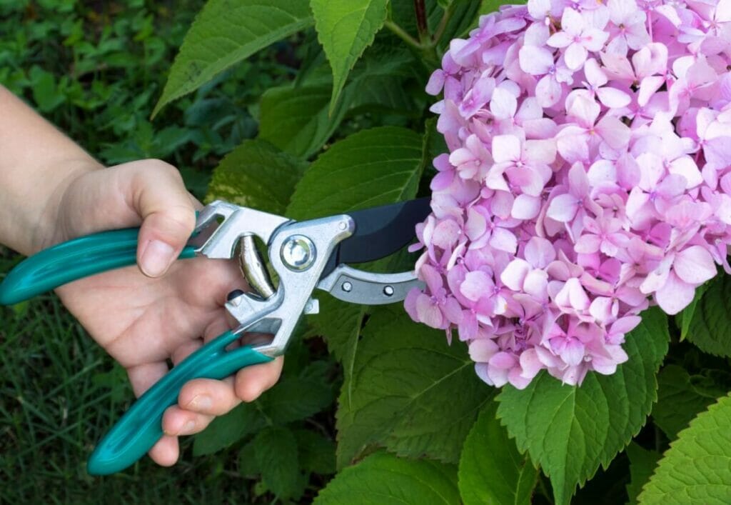Les meilleurs outils pour couper les hortensias