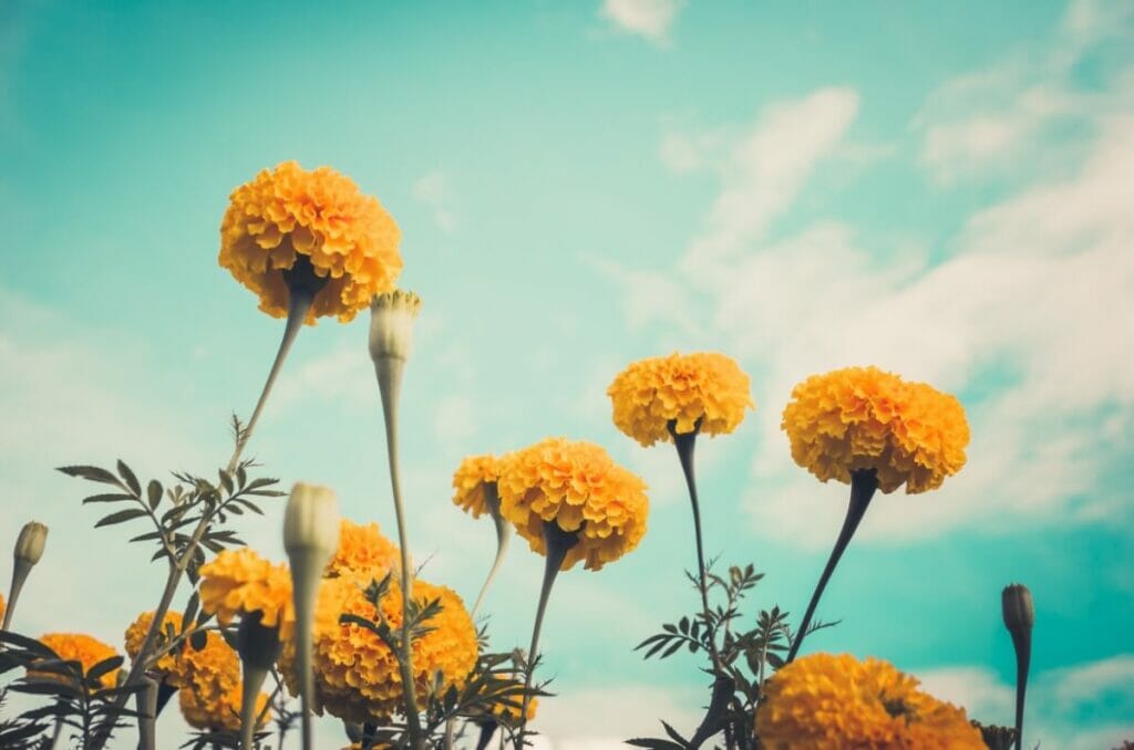 Les soucis attirent les papillons, les abeilles et les autres pollinisateurs dans votre jardin