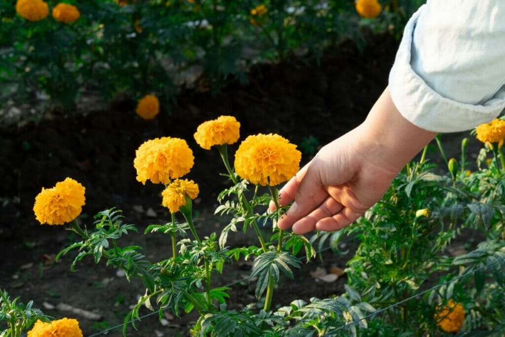 Guide pas à pas pour couper les fleurs de souci